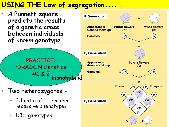 USING THE Law of segregation………. . • A Punnett square predicts the results of