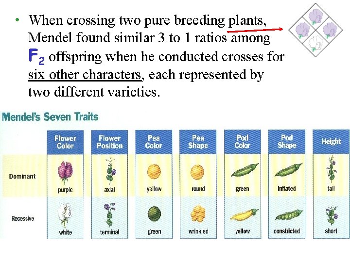  • When crossing two pure breeding plants, Mendel found similar 3 to 1