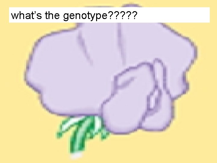 Predicting the genotype of an organism with the dominant phenotype: what’s the genotype? ?