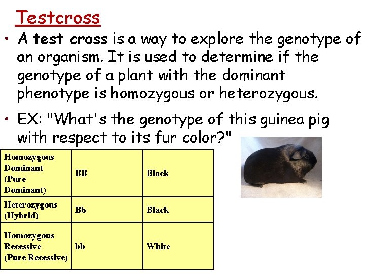 Testcross • A test cross is a way to explore the genotype of an