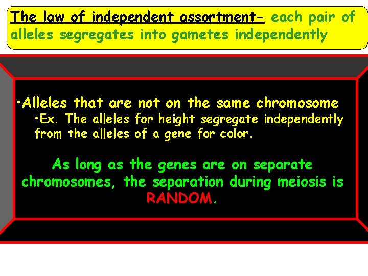 The law of independent assortment- each pair of alleles segregates into gametes independently •