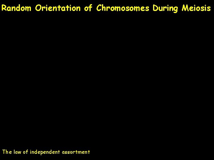 Random Orientation of Chromosomes During Meiosis The law of independent assortment 