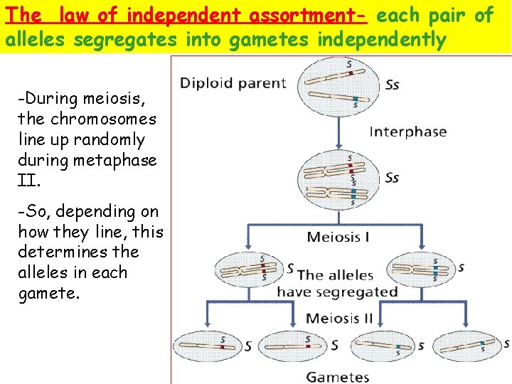 The law of independent assortment- each pair of alleles segregates into gametes independently -During