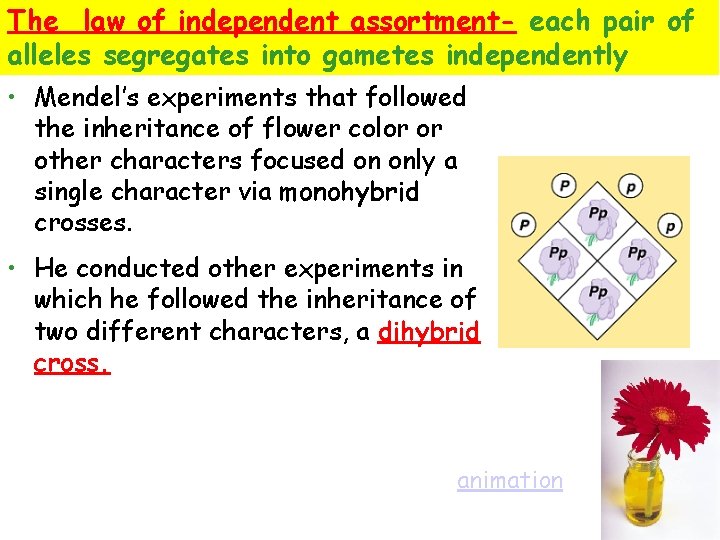 The law of independent assortment- each pair of alleles segregates into gametes independently •