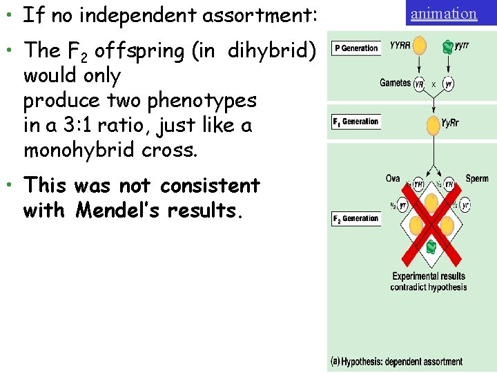  • If no independent assortment: • The F 2 offspring (in dihybrid) would