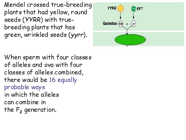 Mendel crossed true-breeding plants that had yellow, round seeds (YYRR) with truebreeding plants that