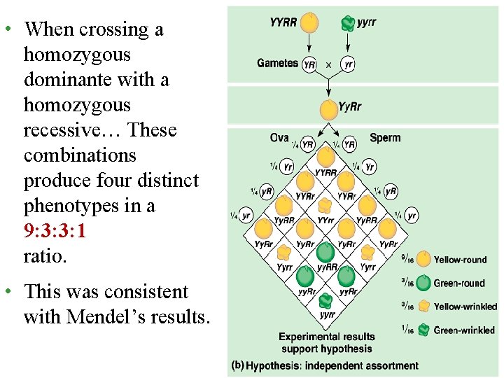  • When crossing a homozygous dominante with a homozygous recessive… These combinations produce