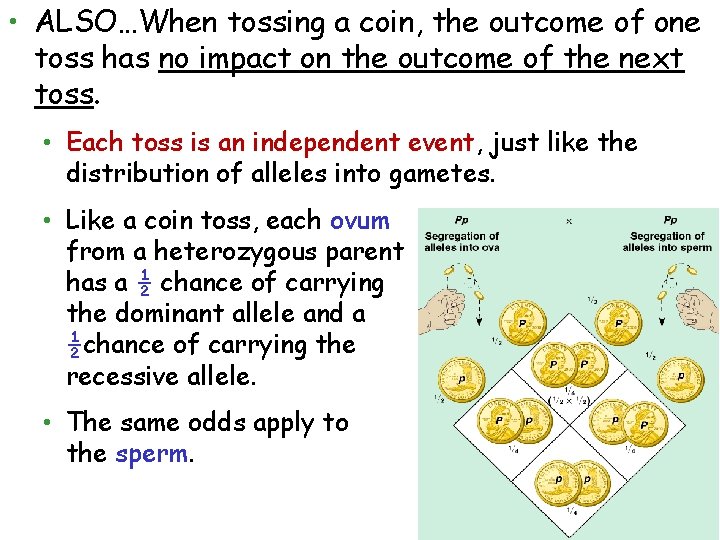  • ALSO…When tossing a coin, the outcome of one toss has no impact