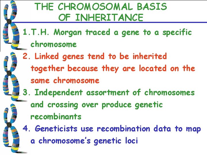 THE CHROMOSOMAL BASIS OF INHERITANCE 1. T. H. Morgan traced a gene to a