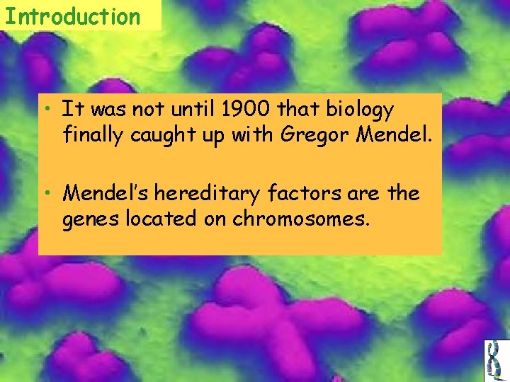 Introduction • It was not until 1900 that biology finally caught up with Gregor