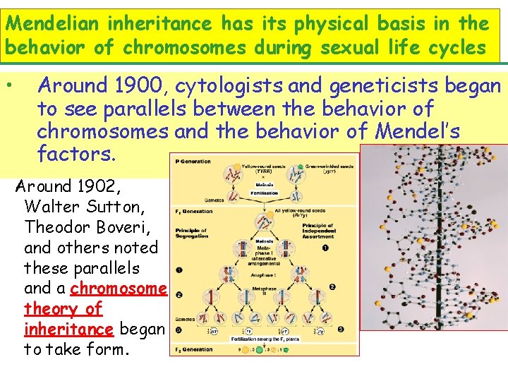 Mendelian inheritance has its physical basis in the behavior of chromosomes during sexual life