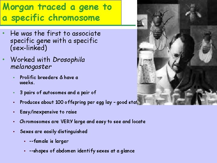 Morgan traced a gene to a specific chromosome • He was the first to