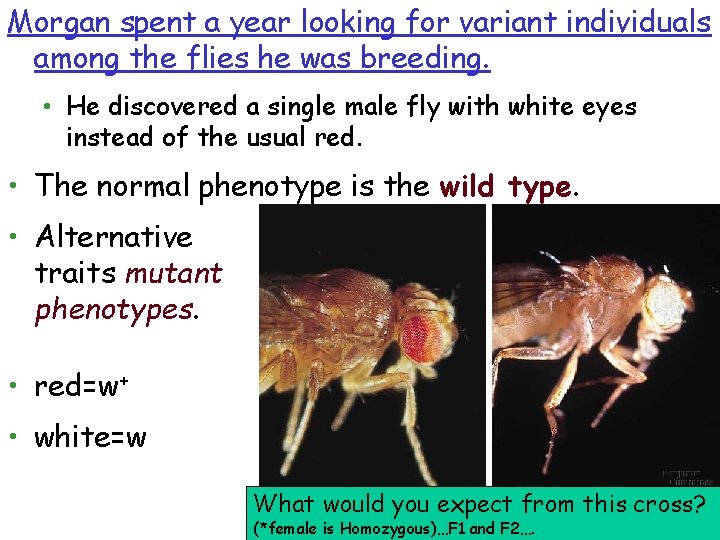 Morgan spent a year looking for variant individuals among the flies he was breeding.