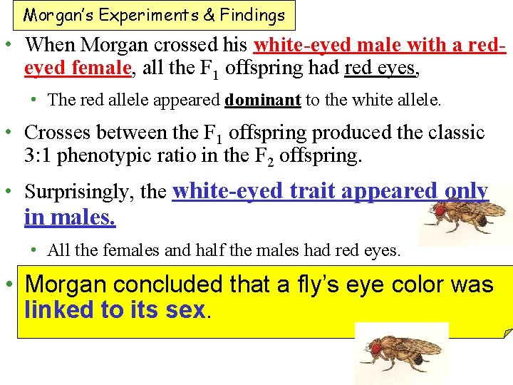 Morgan’s Experiments & Findings • When Morgan crossed his white-eyed male with a redeyed