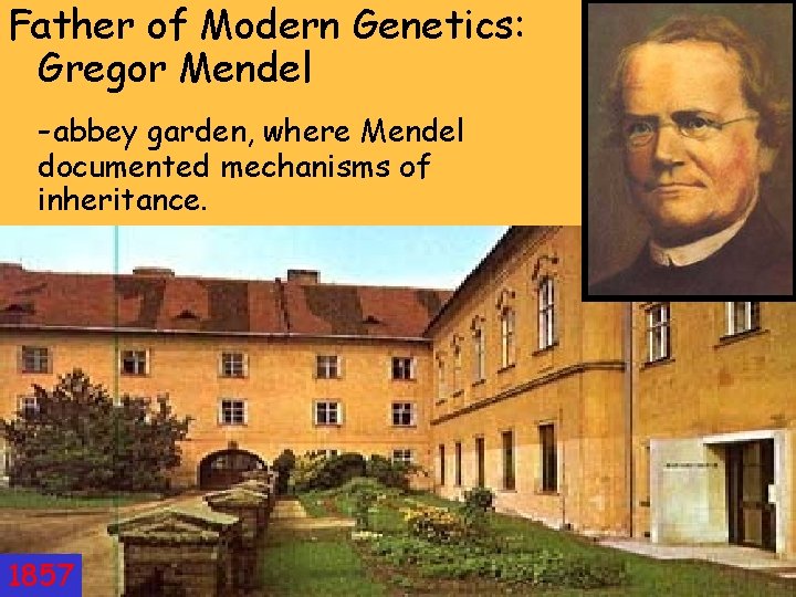 Father of Modern Genetics: Gregor Mendel -abbey garden, where Mendel documented mechanisms of inheritance.