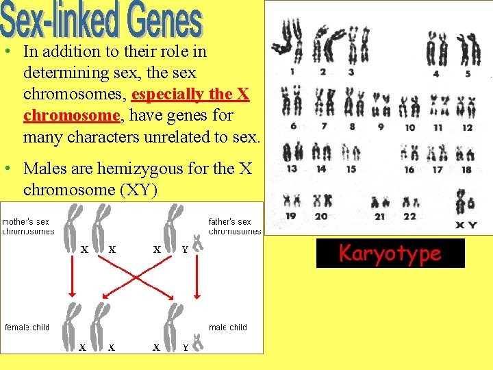  • In addition to their role in determining sex, the sex chromosomes, especially