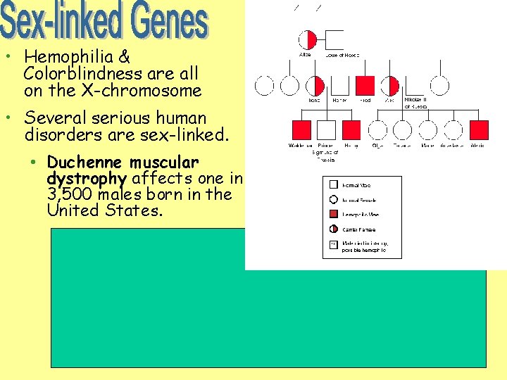  • Hemophilia & Colorblindness are all on the X-chromosome • Several serious human