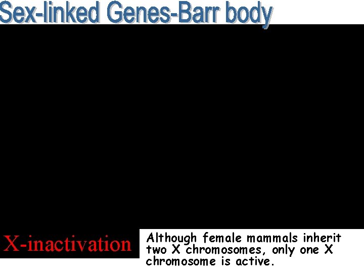 X-inactivation Although female mammals inherit two X chromosomes, only one X chromosome is active.