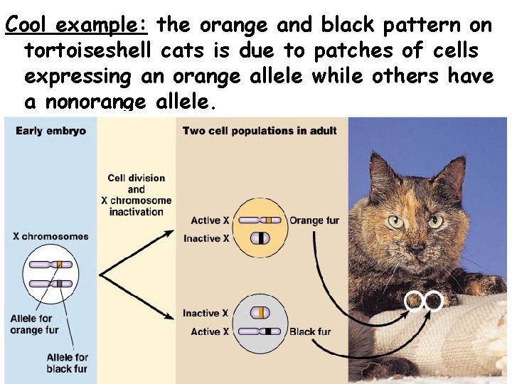 Cool example: the orange and black pattern on tortoiseshell cats is due to patches