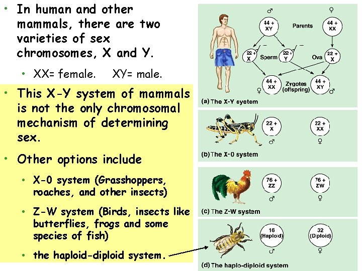  • In human and other mammals, there are two varieties of sex chromosomes,
