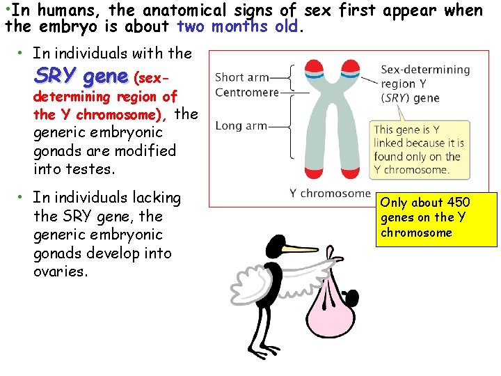  • In humans, the anatomical signs of sex first appear when the embryo