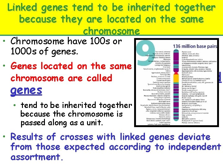 Linked genes tend to be inherited together because they are located on the same