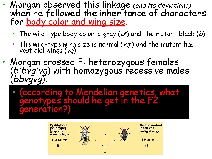  • Morgan observed this linkage (and its deviations) when he followed the inheritance