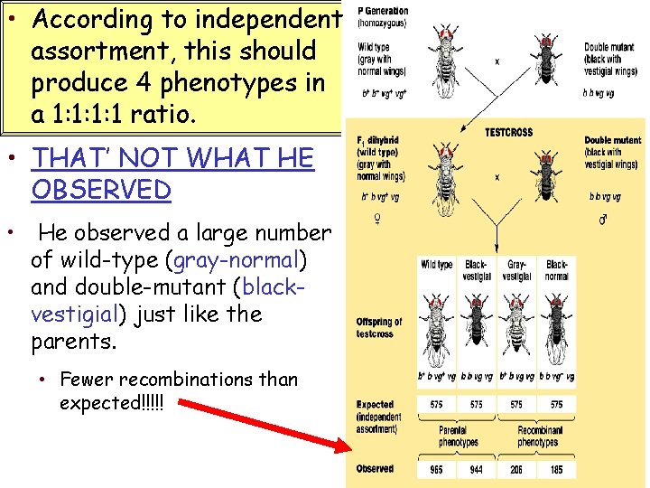  • According to independent assortment, this should produce 4 phenotypes in a 1: