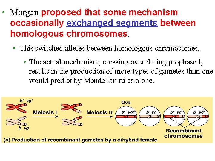  • Morgan proposed that some mechanism occasionally exchanged segments between homologous chromosomes. •