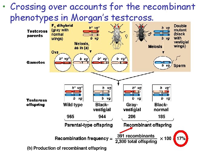  • Crossing over accounts for the recombinant phenotypes in Morgan’s testcross. 