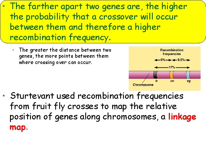  • The farther apart two genes are, the higher the probability that a