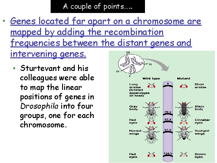 A couple of points…. . • Genes located far apart on a chromosome are