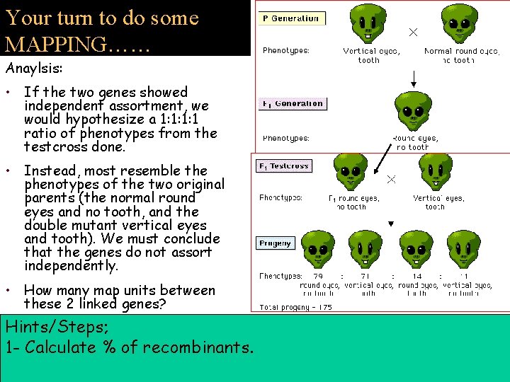 Your turn to do some MAPPING…… Anaylsis: • If the two genes showed independent