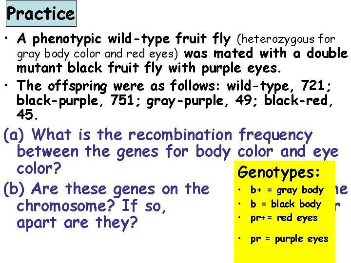 Practice • A phenotypic wild-type fruit fly (heterozygous for gray body color and red