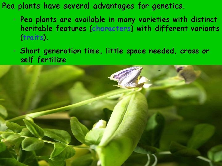 Pea plants have several advantages for genetics. • Pea plants are available in many