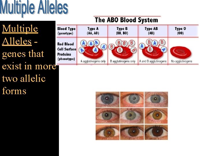 Multiple Alleles genes that exist in more two allelic forms 