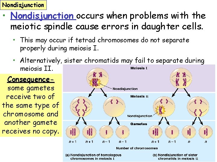 Nondisjunction • Nondisjunction occurs when problems with the meiotic spindle cause errors in daughter