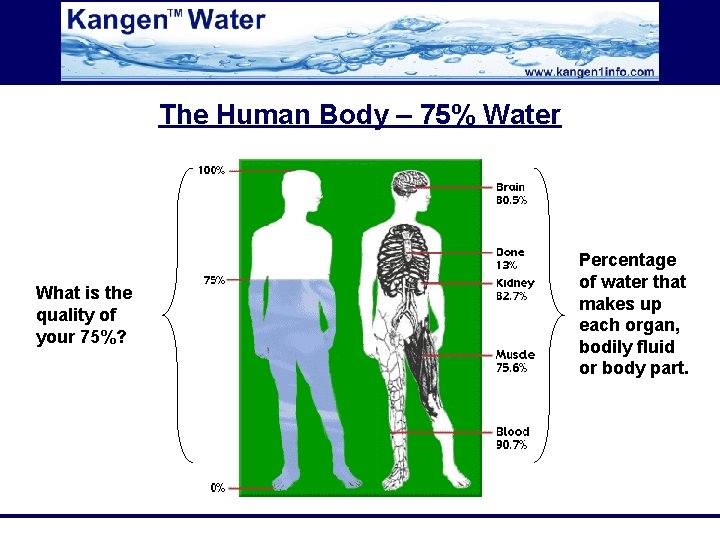The Human Body – 75% Water What is the quality of your 75%? Percentage