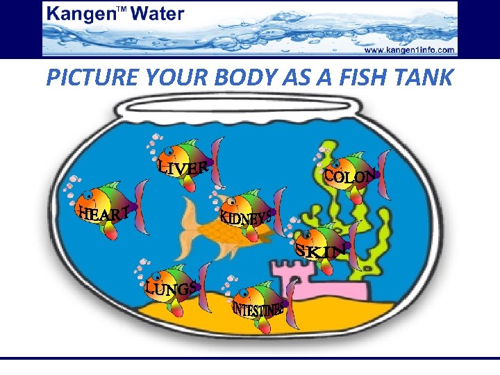 PICTURE YOUR BODY AS A FISH TANK 