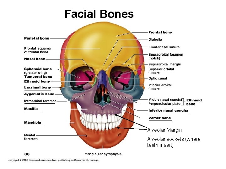 Facial Bones Alveolar Margin Alveolar sockets (where teeth insert) 