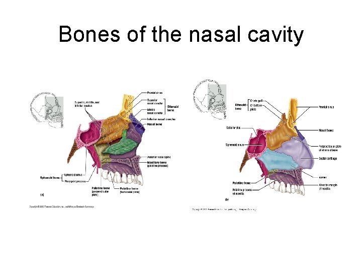 Bones of the nasal cavity 