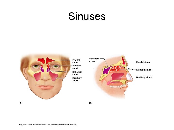 Sinuses 