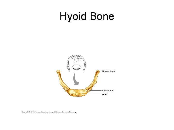 Hyoid Bone 