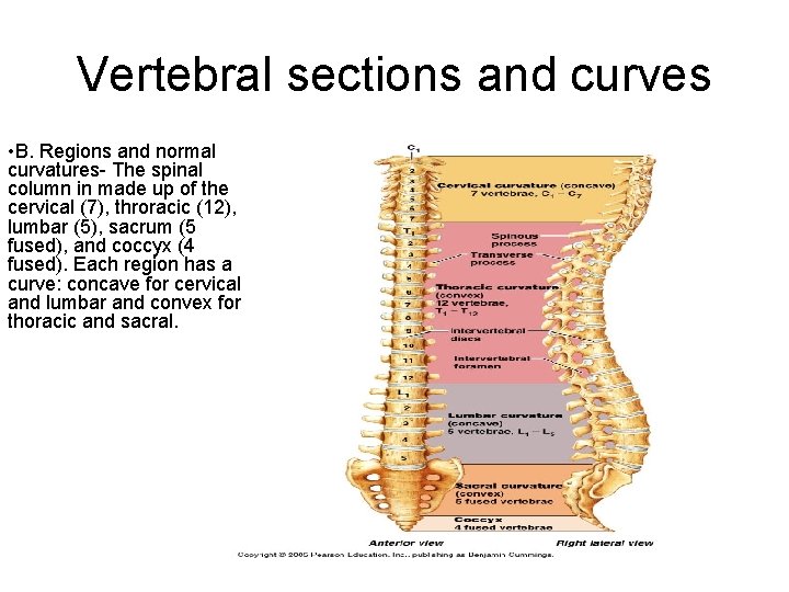 Vertebral sections and curves • B. Regions and normal curvatures- The spinal column in