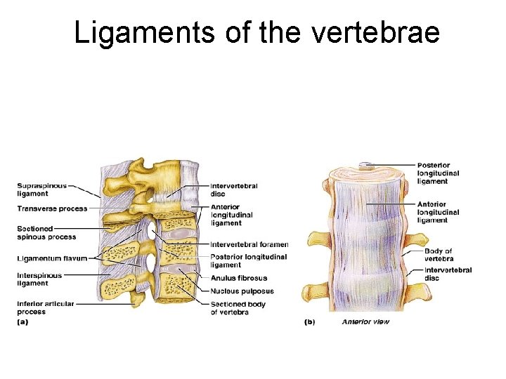 Ligaments of the vertebrae 