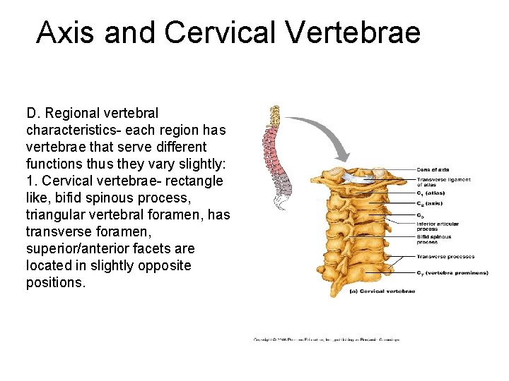 Axis and Cervical Vertebrae D. Regional vertebral characteristics- each region has vertebrae that serve