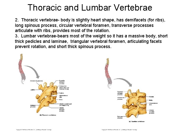 Thoracic and Lumbar Vertebrae 2. Thoracic vertebrae- body is slightly heart shape, has demifacets