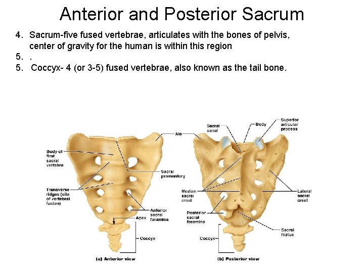 Anterior and Posterior Sacrum 4. Sacrum-five fused vertebrae, articulates with the bones of pelvis,