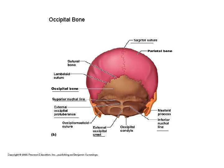 Occipital Bone 