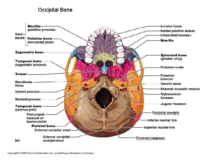 Occipital Bone 